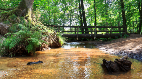 venlo convention bureau helpt u met een hotel in natuurrijke omgeving